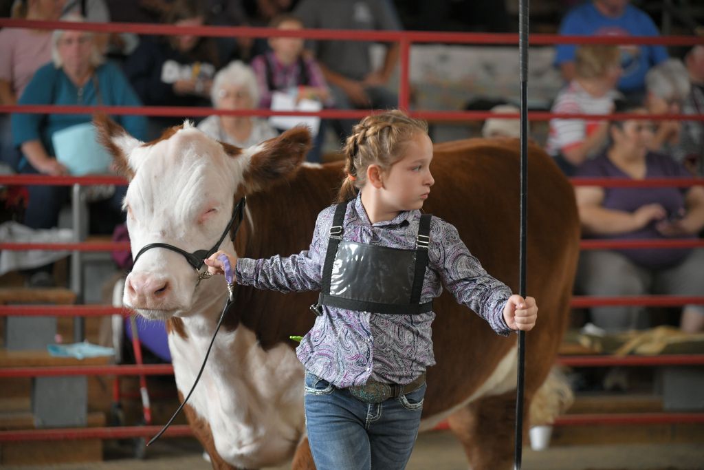 How To a Buyer at the Tuscarawas County Fair Newsymom