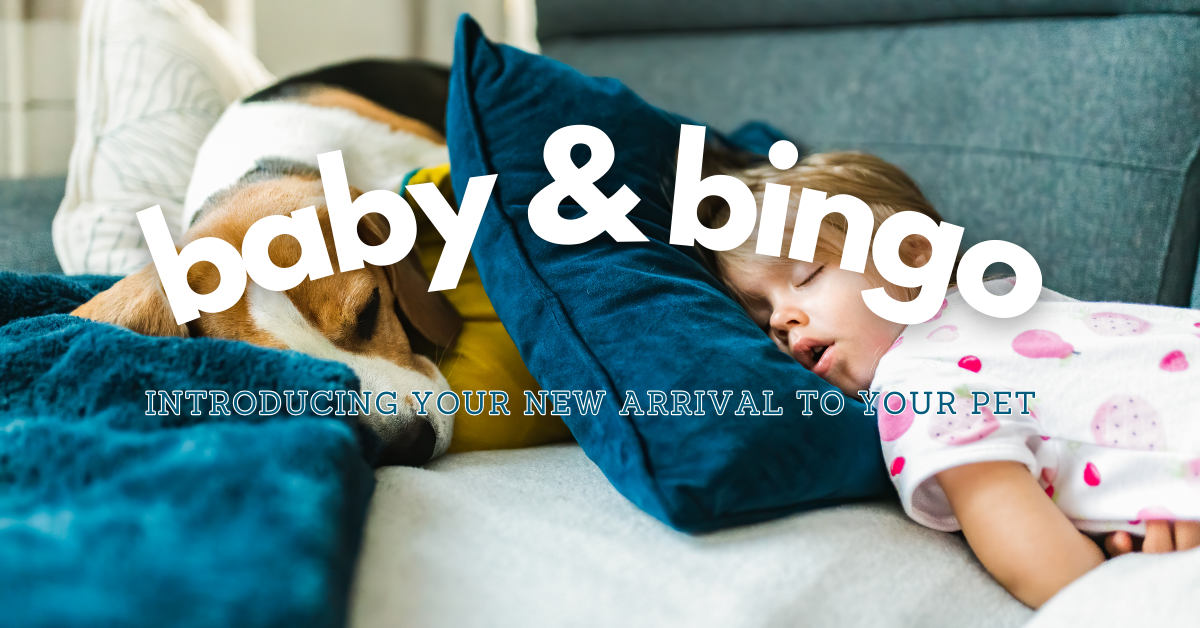 baby&bingo